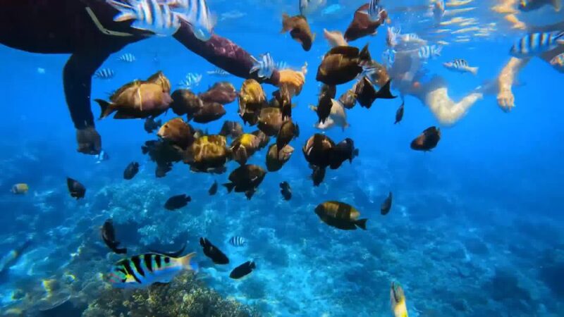 Bali: Private Snorkeling To Blue Lagoon And Tanjung Jepun - Participant Suitability