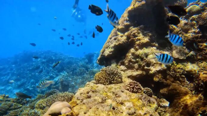 Bali: Private Snorkeling To Blue Lagoon And Tanjung Jepun - Snorkeling Times and Conditions