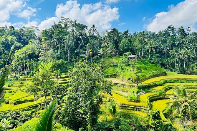 Bali Private Tour Ubud and Kintamani Including Lunch and Waterfall - Reviews and Ratings