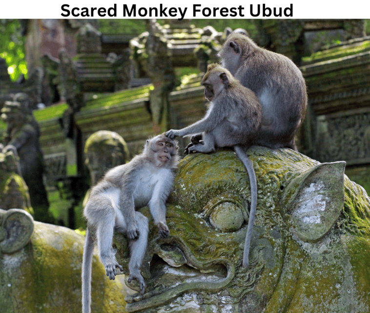 Bali: Private Transfer From Ubud to Airport - Overview and Pricing