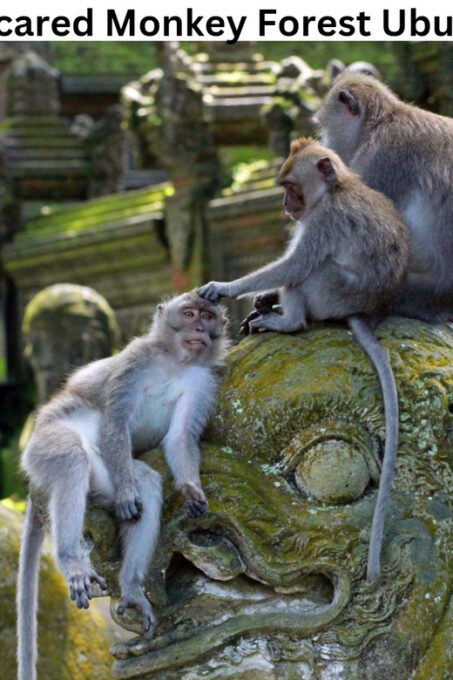 Bali: Private Transfer From Ubud to Airport - Contact and Support Information