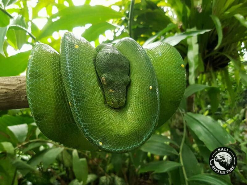 Bali Reptile Park 1-Day Admission Ticket - Introduction