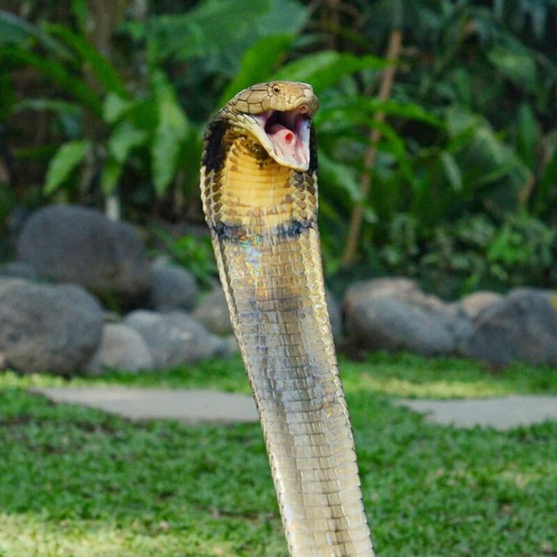 Bali Reptile Park 1-Day Admission Ticket - Turtles, Tortoises, and Other Reptiles