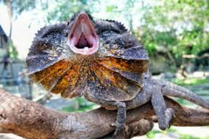 Bali Reptile Park 1-Day Admission Ticket - Practical Details: Visiting and Logistics