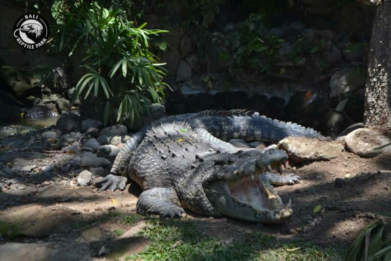 Bali Reptile Park 1-Day Admission Ticket - Value and Cost