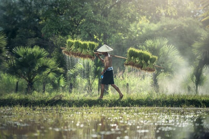 Bali: Rice Terraces Guided Hiking Experience - Tour Highlights