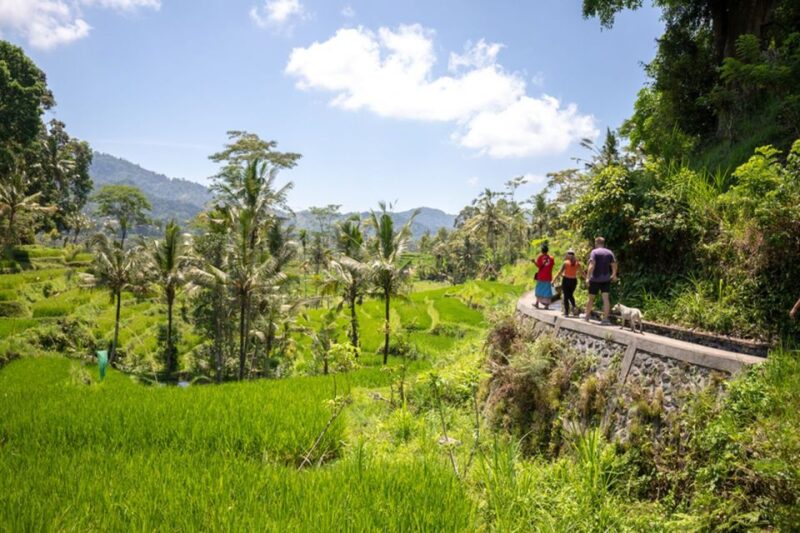 Bali: Rice Terraces Guided Hiking Experience - Tour Activities
