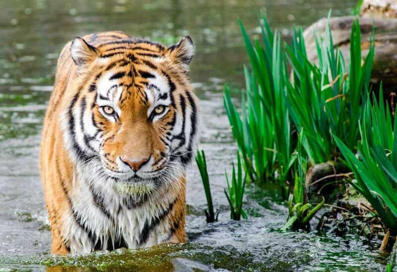 Bali: Safari Zoo and Ubud Palace and Market Day Tour - An In-Depth Look at the Tour Experience