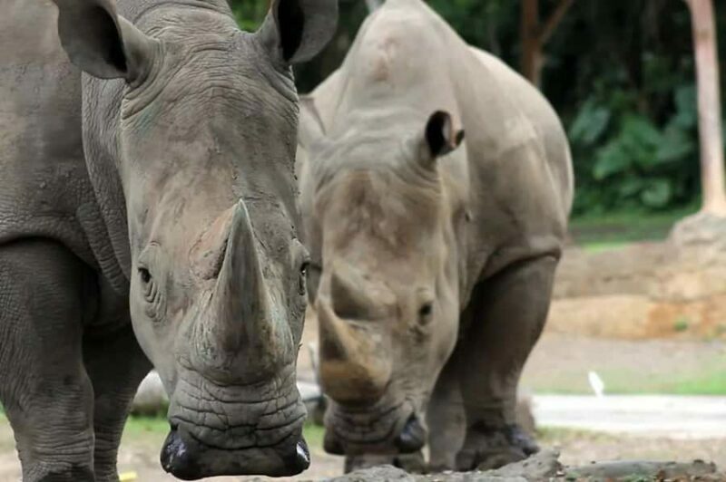Bali: Safari Zoo and Ubud Palace and Market Day Tour - Frequently Asked Questions