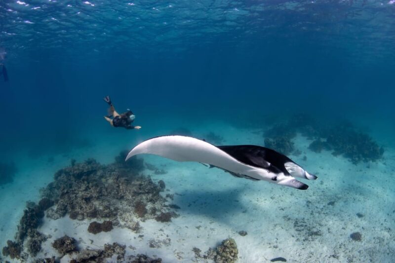 Bali Sanur: Snorkeling Day Trip to Nusa Penida 3 Sites - Frequently Asked Questions