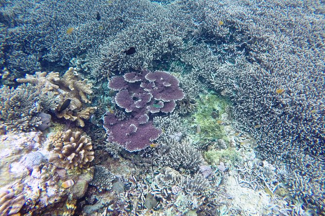 Bali Scuba Diving at Nusa Penida Manta Point For Certified Diver - Meeting and Pickup Information