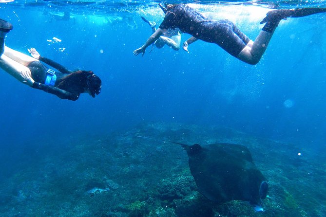 Bali Scuba Diving at Nusa Penida Manta Point For Certified Diver - Dietary Accommodations