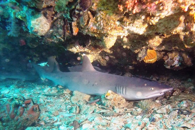 Bali Scuba Diving at Padang Bai for Certified Diver - Itinerary for the Diving Experience