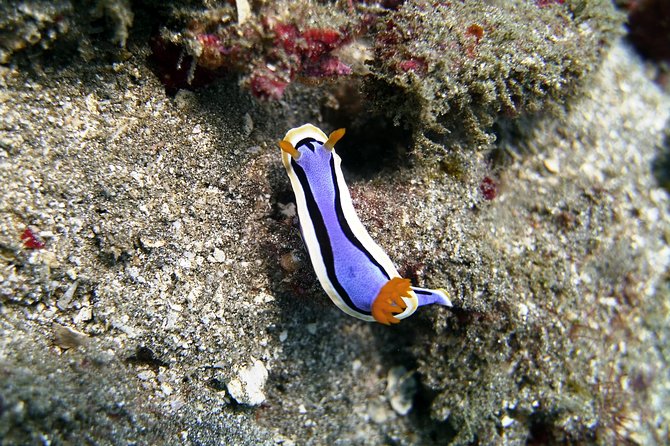 Bali Scuba Diving at Padang Bai for Certified Diver - Additional Information for Participants