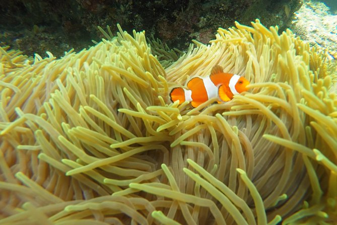 Bali Scuba Diving at Padang Bai for Certified Diver - Reviews From Previous Guests