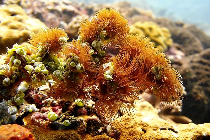 Bali Scuba Diving at Padang Bai for Certified Diver - Preparing for the Scuba Adventure