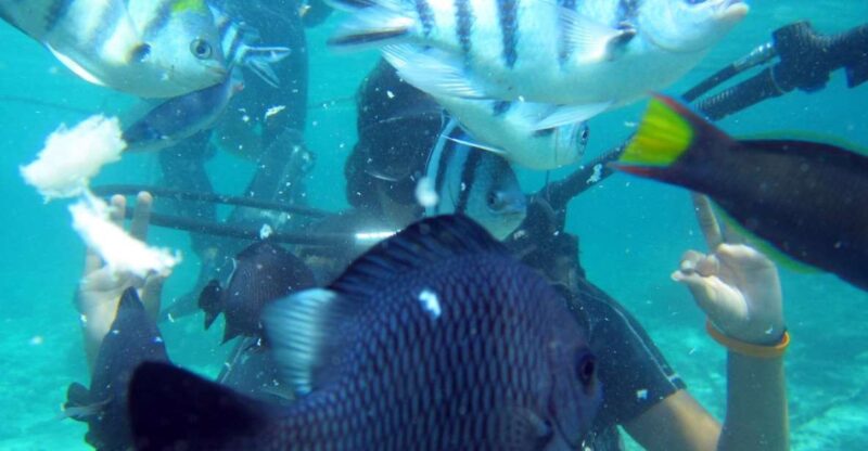 Bali: Scuba Diving For Beginner Experience - Scuba Diving Experience