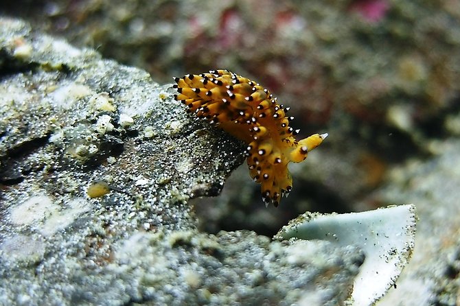 Bali Scuba Diving Trip at Tulamben for Certified Diver - Marine Life Highlights