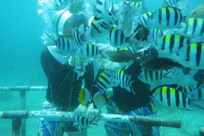 Bali Sea Walker Experience - Meeting Point and Transportation