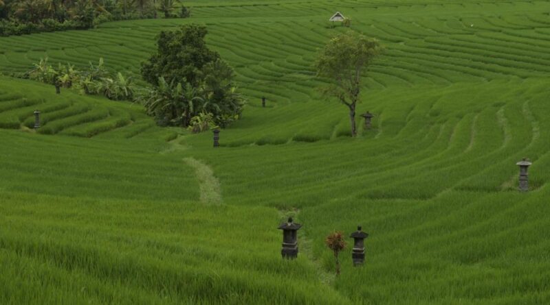 Bali: Secret and Untouristic Tour North West Bali. - Belimbing Rice Terrace
