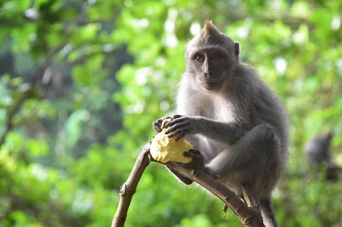 Bali Sensational: Ubud and Tanah Lot Temple Tour - Highlights: Tegenungan Waterfall