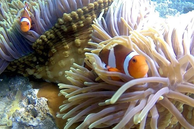 Bali Snorkeling at Blue Lagoon Include Private Transport - Highlights of the Snorkeling Spots