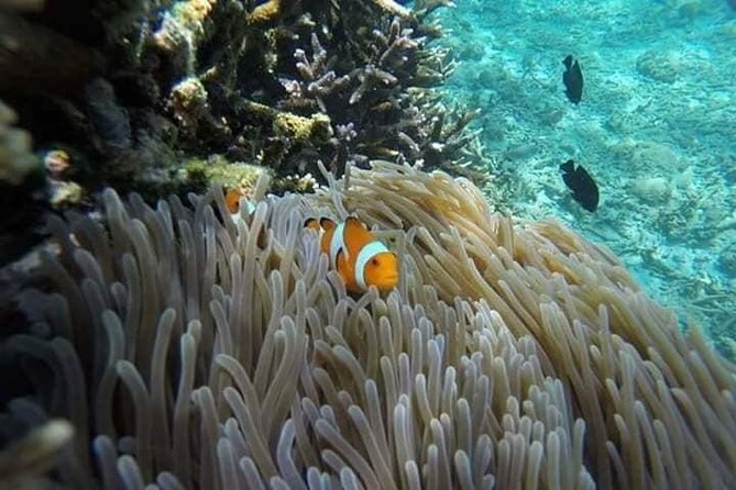 Bali Snorkeling at Blue Lagoon Include Private Transport - Inclusions and Logistics