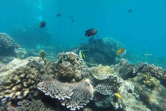 Bali Snorkeling at Blue Lagoon Include Private Transport - Review Excerpts