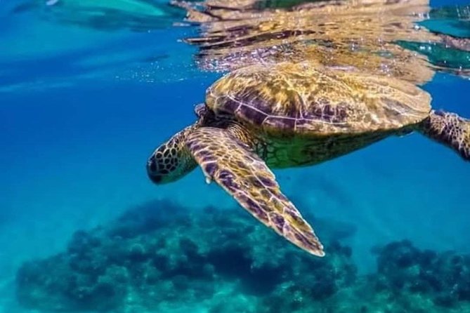 Bali Snorkeling at Blue Lagoon Include Private Transport - Booking Information and Policies