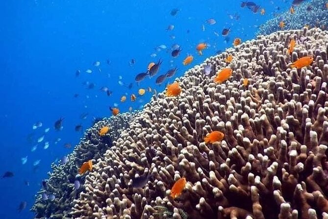 Bali Snorkeling at Blue Lagoon Include Private Transport - Accessibility and Recommendations