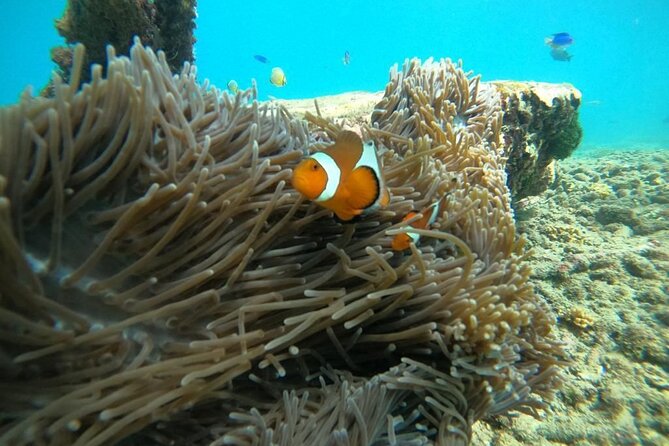 Bali Snorkeling At Bluelagoon Beach With Lunch Private Transport - Meeting and Pickup