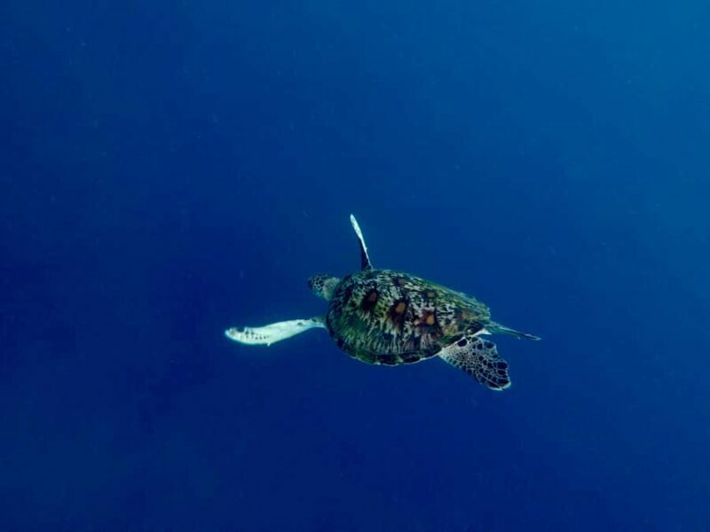 Bali: Snorkeling Blue Lagoon 2 Spot & Lunch optional Village - The Itinerary Breakdown