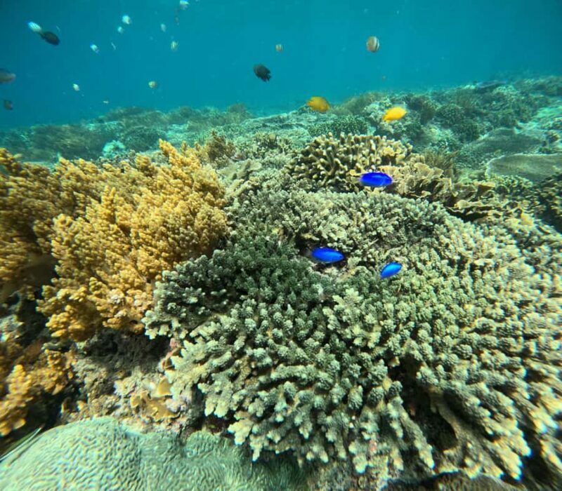 Bali: Snorkeling Blue Lagoon 2 Spot & Lunch optional Village - The Experience in Detail
