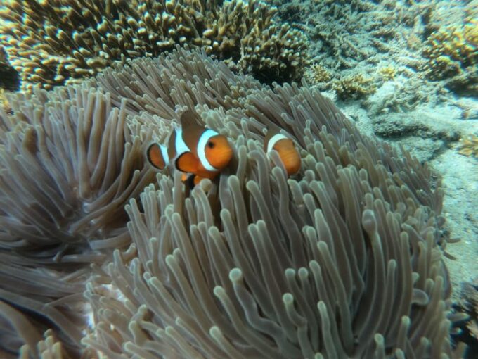 Bali Snorkeling: Blue Lagoon and Tanjung Jepun All Inclusive - Pickup and Drop-off Locations