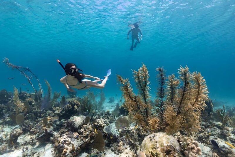 Bali: Snorkeling on 2 Spots With Lunch and Transport - Lunch