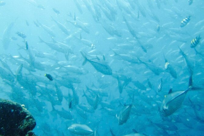 Bali Snorkeling Trip at USS Liberty Shipwreck With Hotel Transfers - Included Amenities and Gear