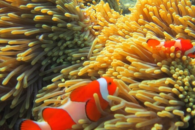 Bali Snorkeling Trip at USS Liberty Shipwreck With Hotel Transfers - Meeting and Pickup Details