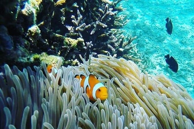 Bali Snorkeling Trip at USS Liberty Shipwreck With Hotel Transfers - Important Considerations