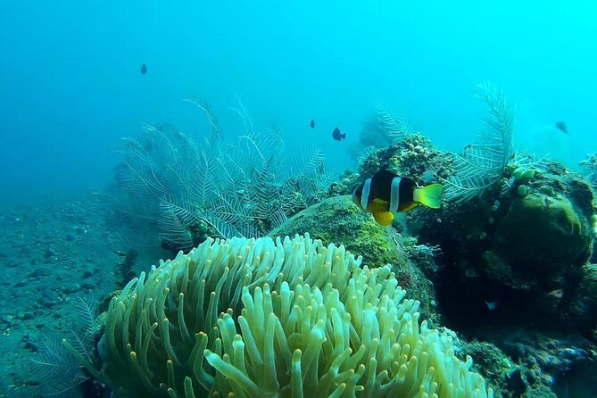 Bali Snorkeling Trip at USS Liberty Shipwreck With Hotel Transfers - Sum Up