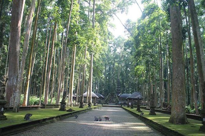 Bali Sunrise & Beautiful Fog Scenery - Pinggan Tour - Capturing the Misty Landscapes