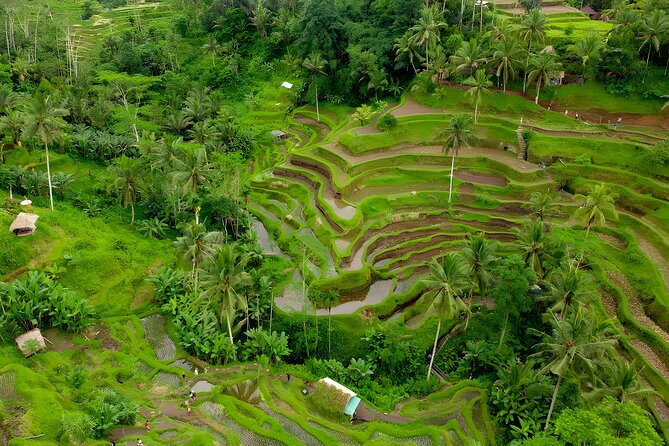 Bali Sunrise Trekking and Full-Day Trip in Ubud Best Destination - Transportation and Guides