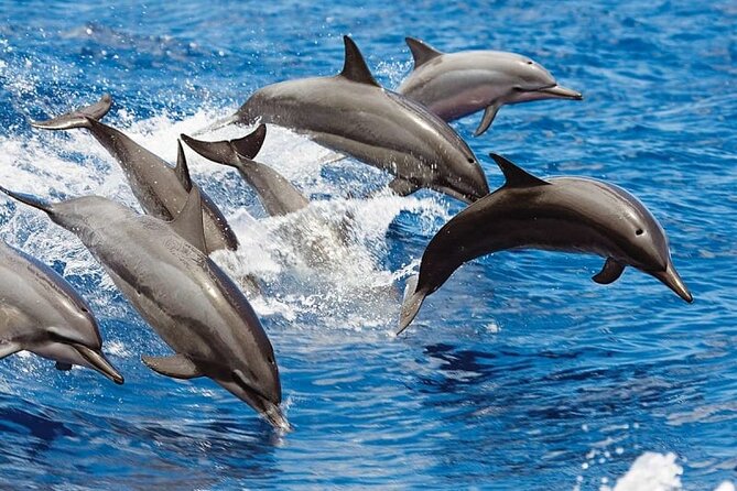 Bali Swim With Dolphin & Watching Sunrise, Banyumala Waterfall - Participant Information