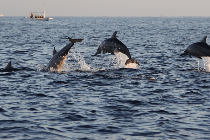 Bali Swim With Dolphin & Watching Sunrise, Banyumala Waterfall - Dolphin Watching at Lovina Beach