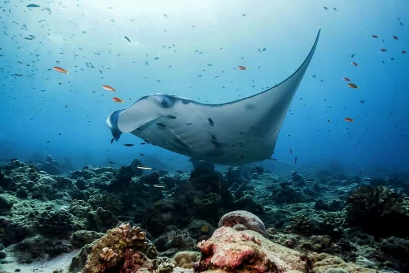Bali: Swim with Manta Rays in Penida, Optional Lunch & Kayak - Getting a Feel for the Experience