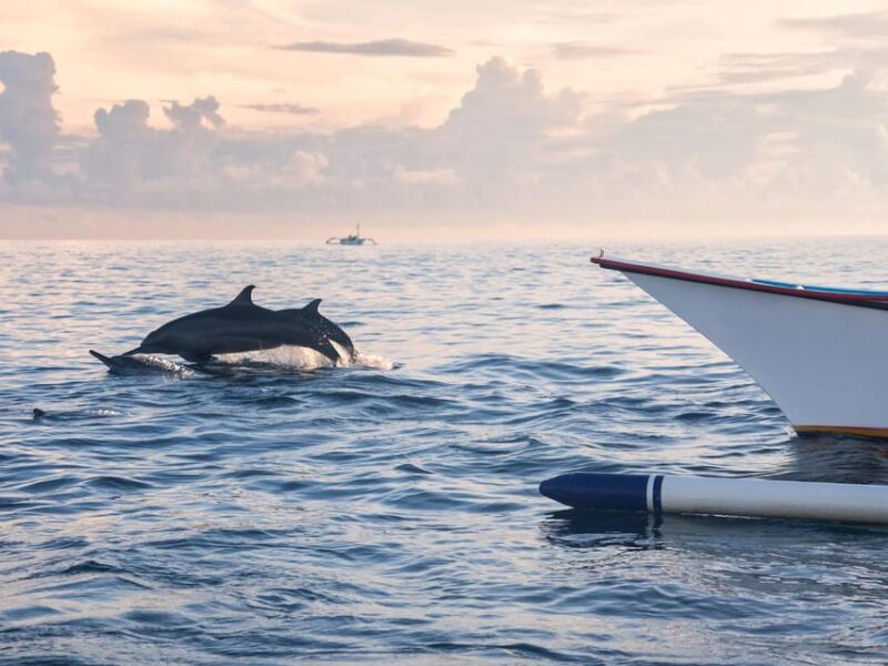 Bali: Swimming With Dolphin & Waterfal Tour, All Inclusive. - Inclusions