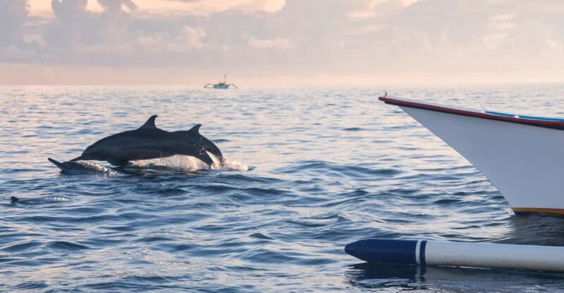 Bali: Swimming With Dolphin & Waterfal Tour, All Inclusive. - Important Information