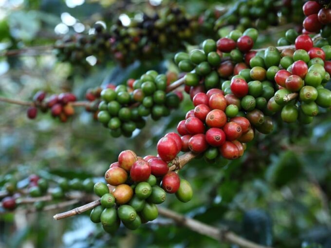 Bali: Swimming With Dolphin & Waterfal Tour, All Inclusive. - Balinese Coffee Plantation