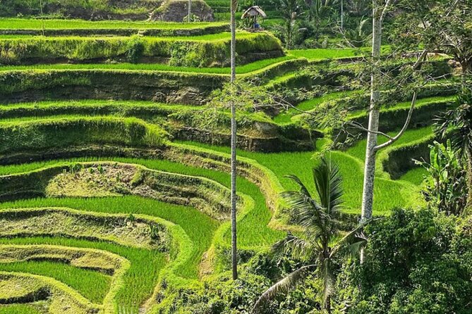 Bali Swing, Monkey Forest and Waterfall Tour - Private Hotel/Villa Pick-up