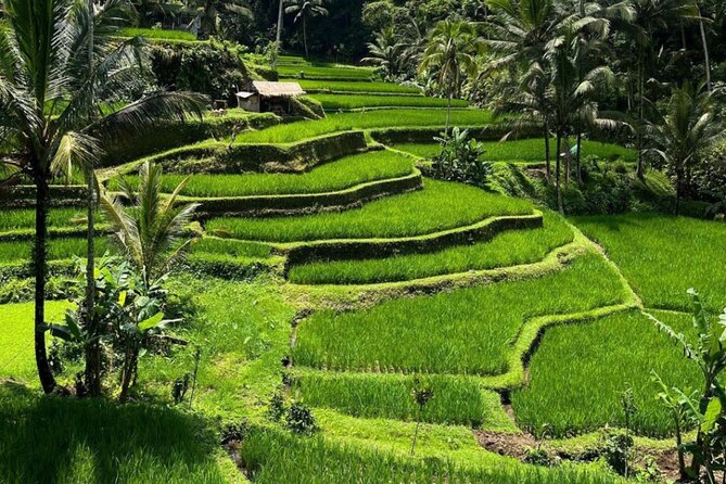 Bali Swing, Monkey Forest and Waterfall Tour - Traveler-Recommended Tour Experience
