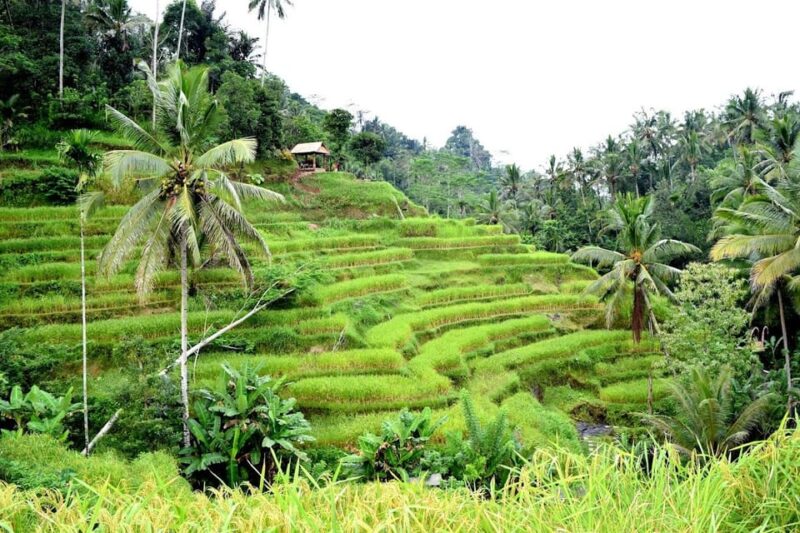 Bali Swing Packages and Kintamani Volcano View Tour - Highlights and Activities